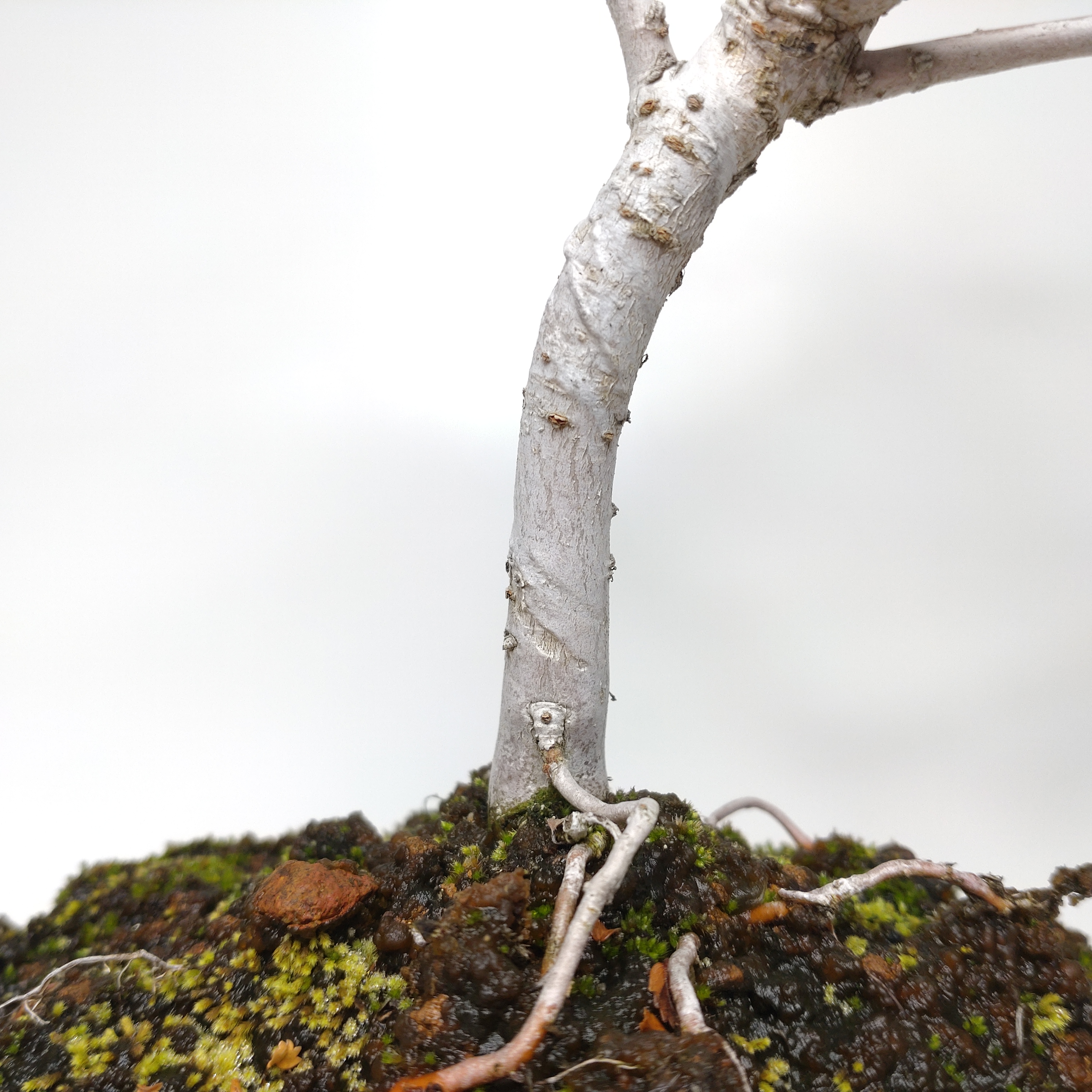 盆栽創 / 楡欅（ニレケヤキ）盆栽 SS013