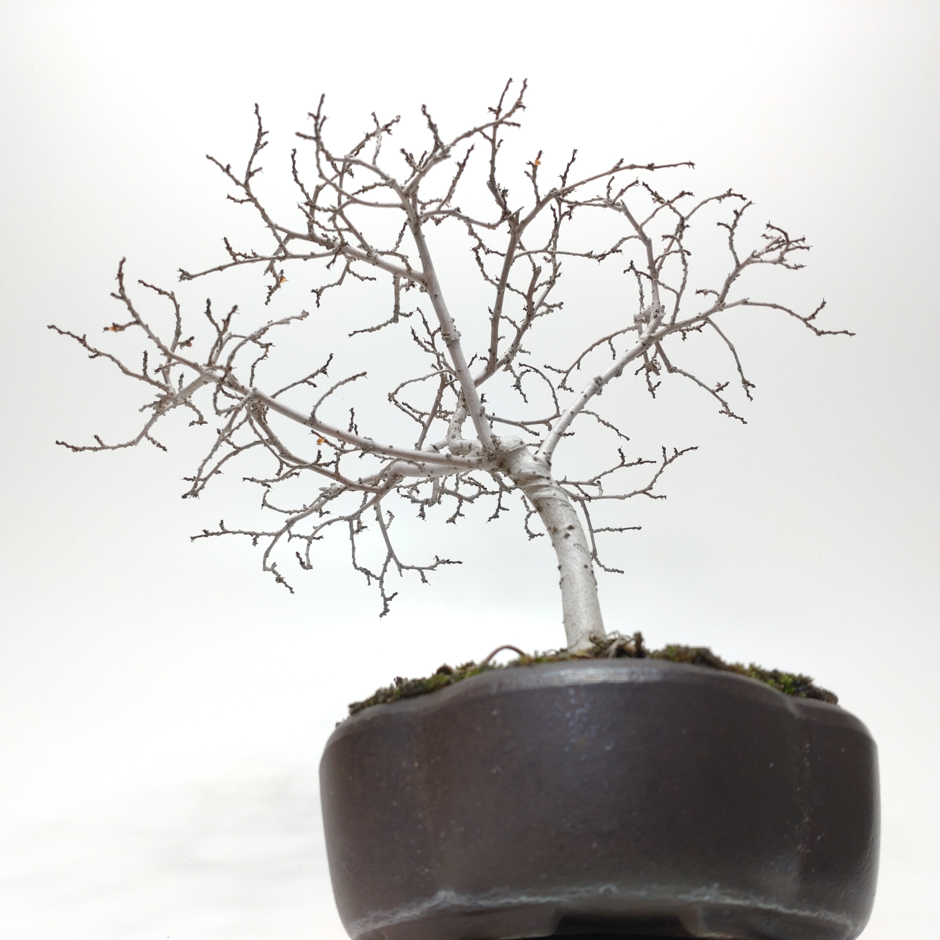 盆栽創 / 楡欅（ニレケヤキ）盆栽 SS013