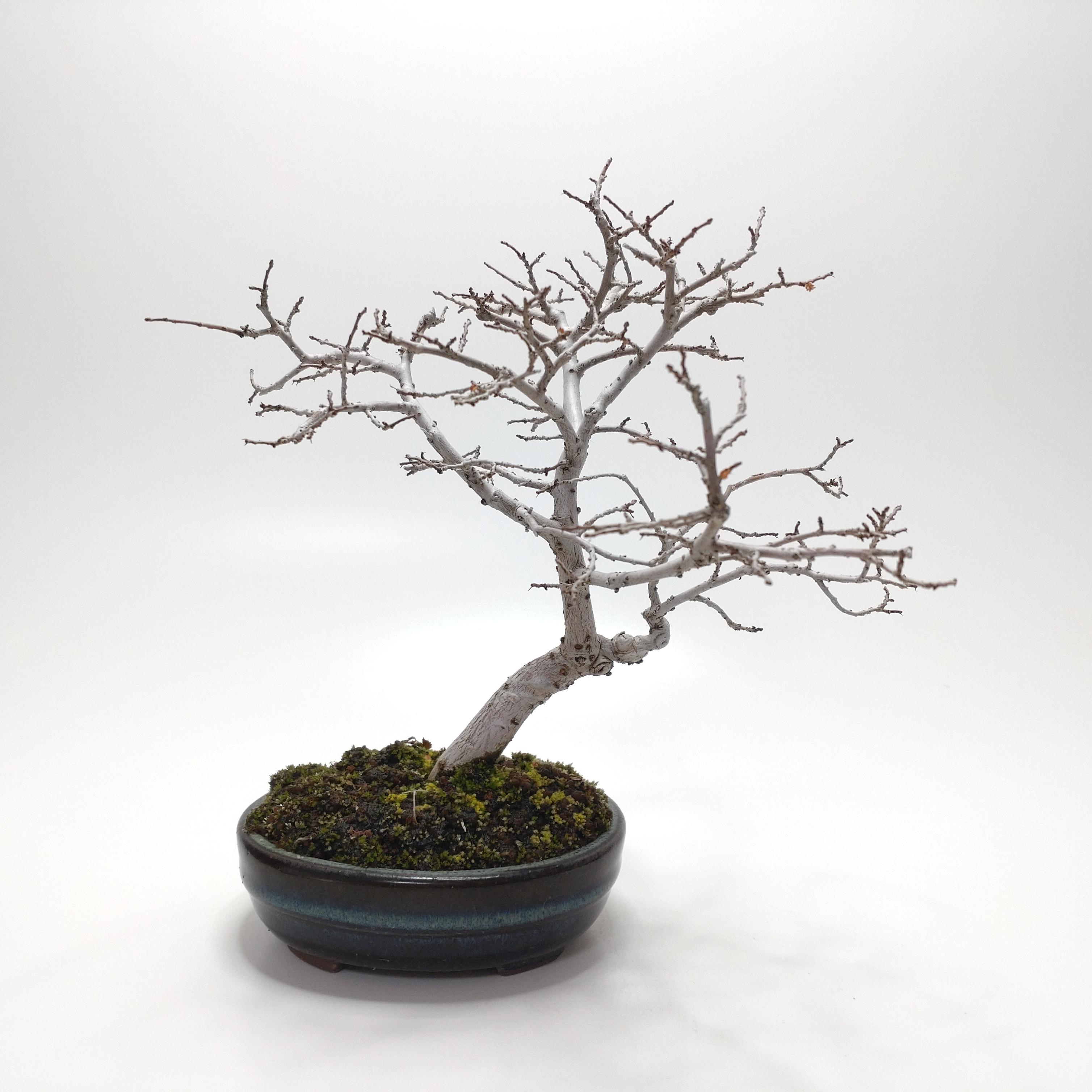 楡欅（ニレケヤキ）盆栽 SS016