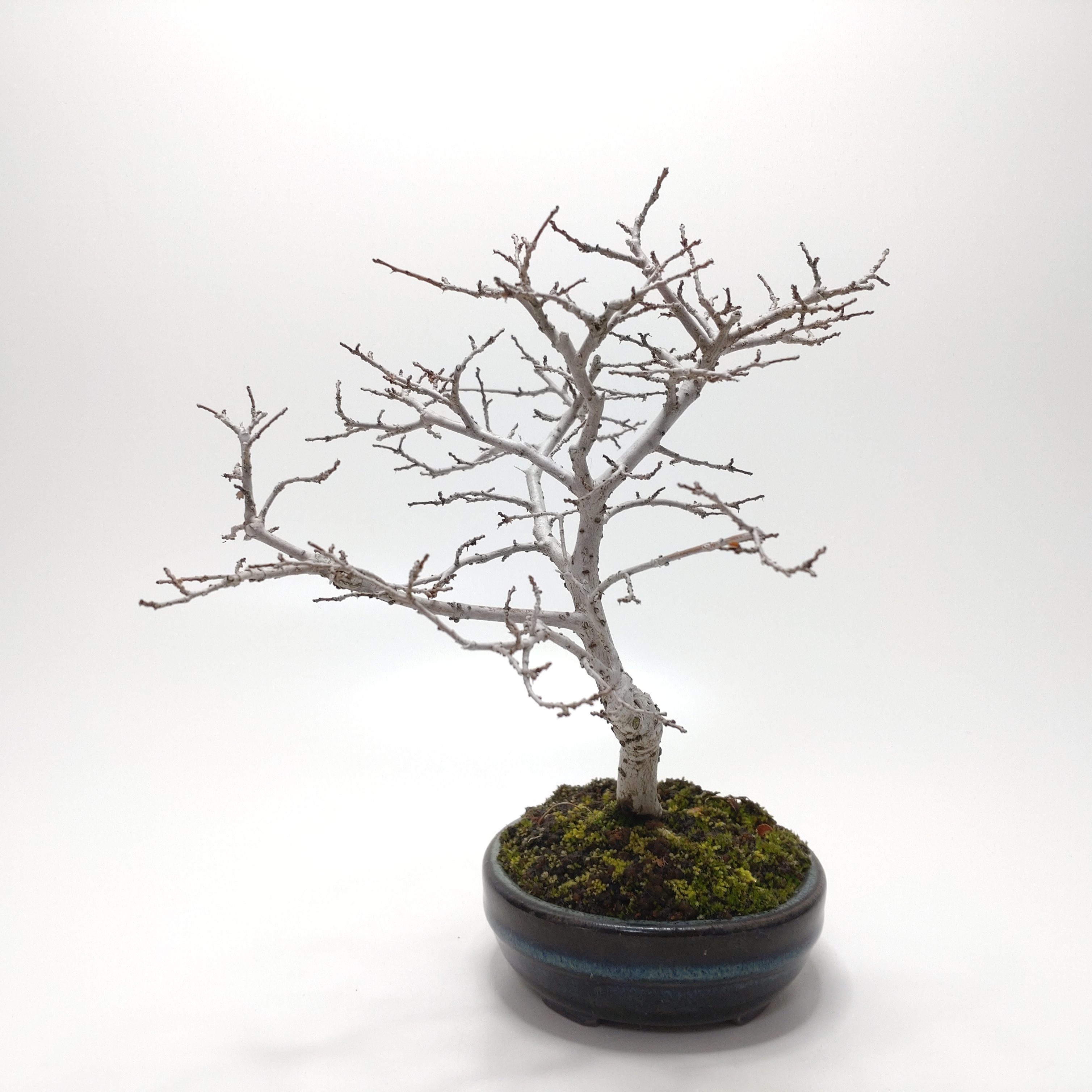 盆栽創 / 楡欅（ニレケヤキ）盆栽 SS016