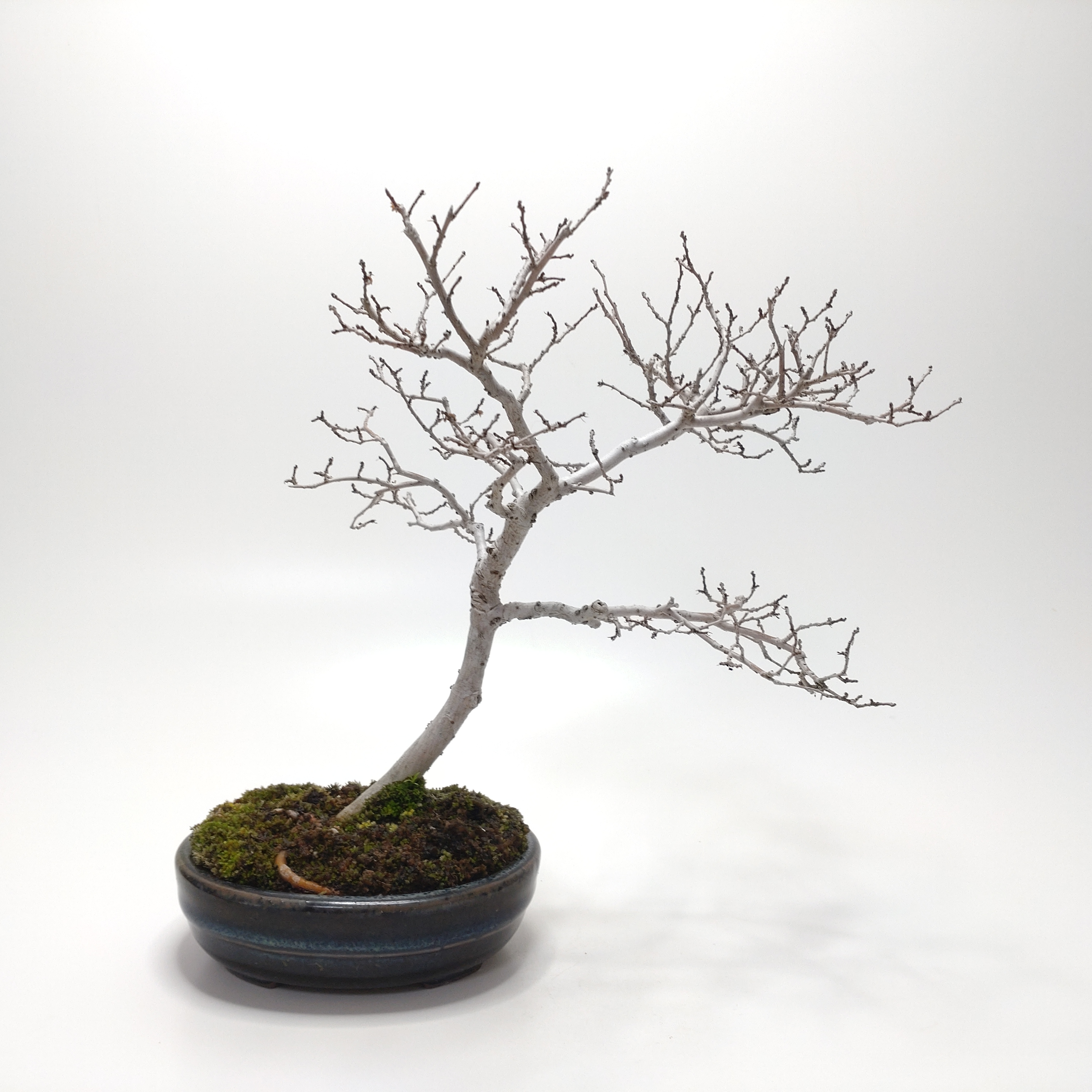 楡欅（ニレケヤキ）盆栽 SS019