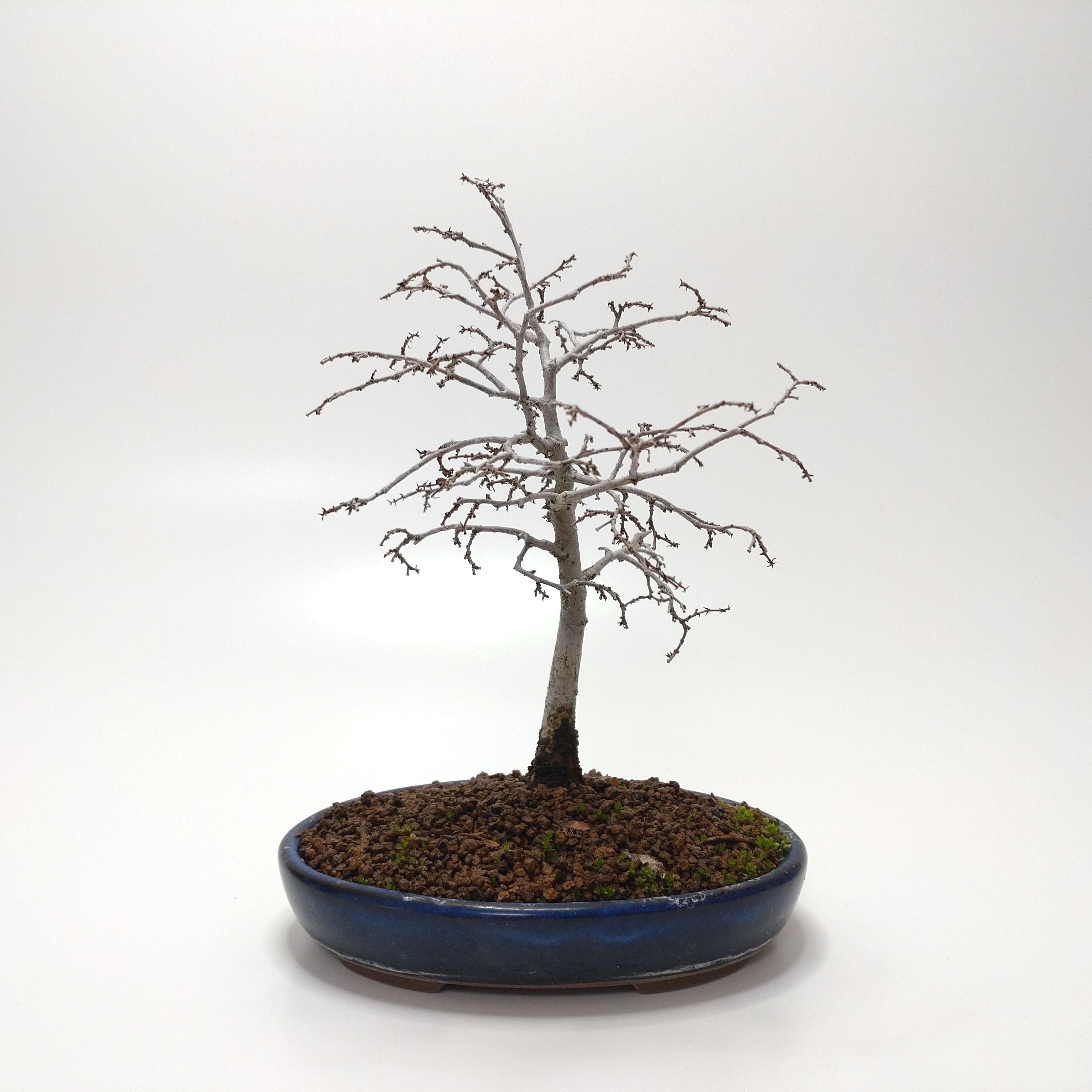 欅（ケヤキ）盆栽 SS026