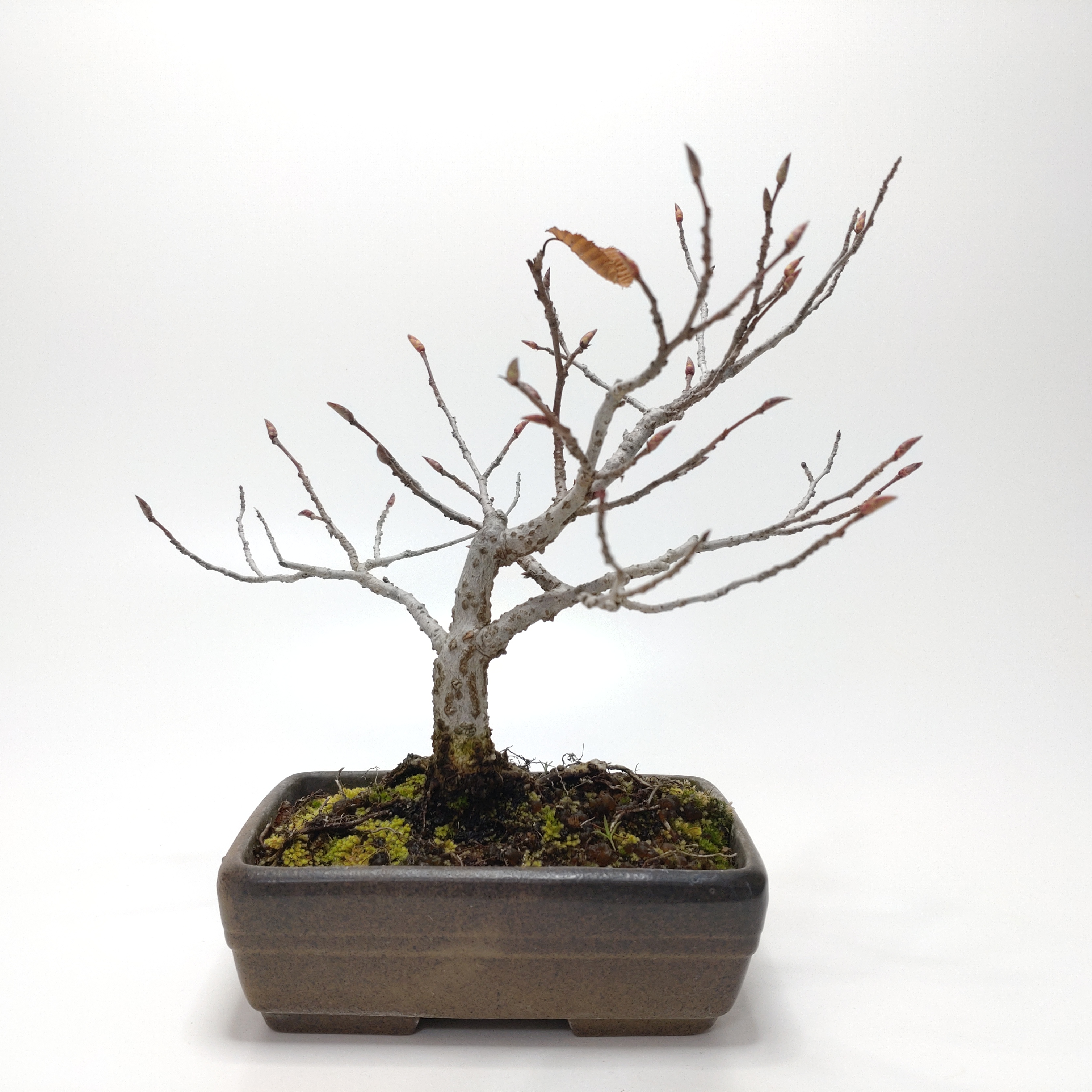 金四手（カナシデ）盆栽 SS002 盆栽創 / 金四手（カナシデ）盆栽 SS002