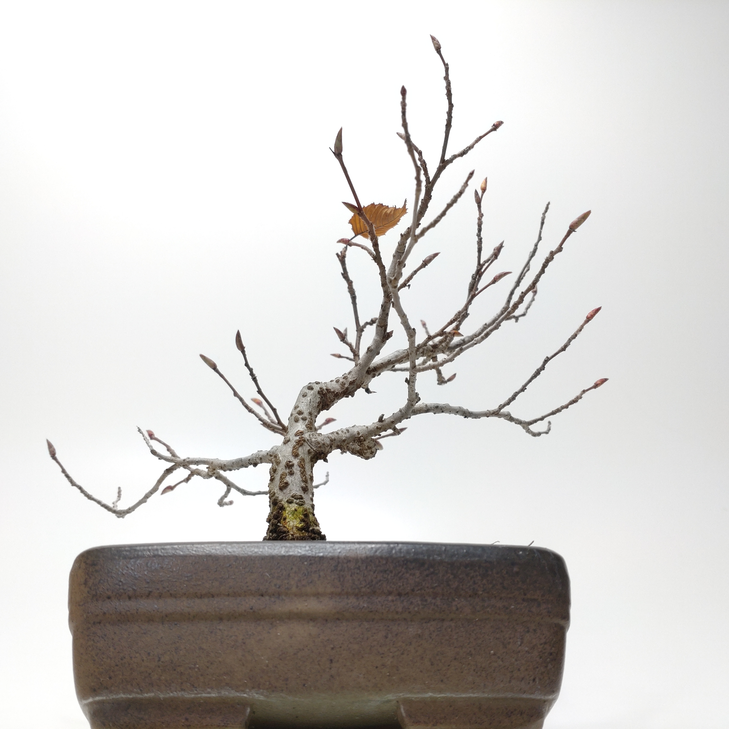 盆栽創 / 金四手（カナシデ）盆栽 SS002