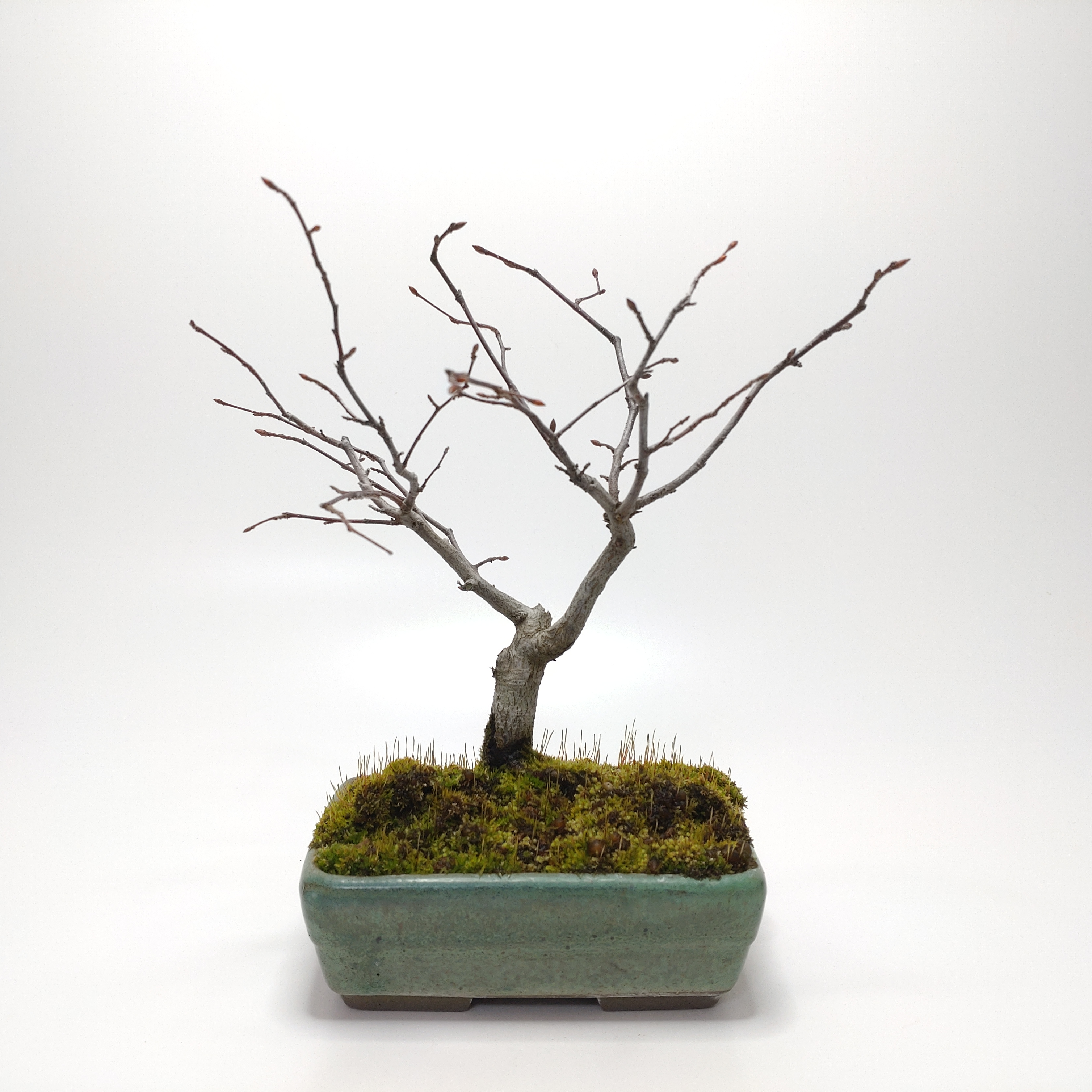 赤四手（アカシデ）盆栽 SS005