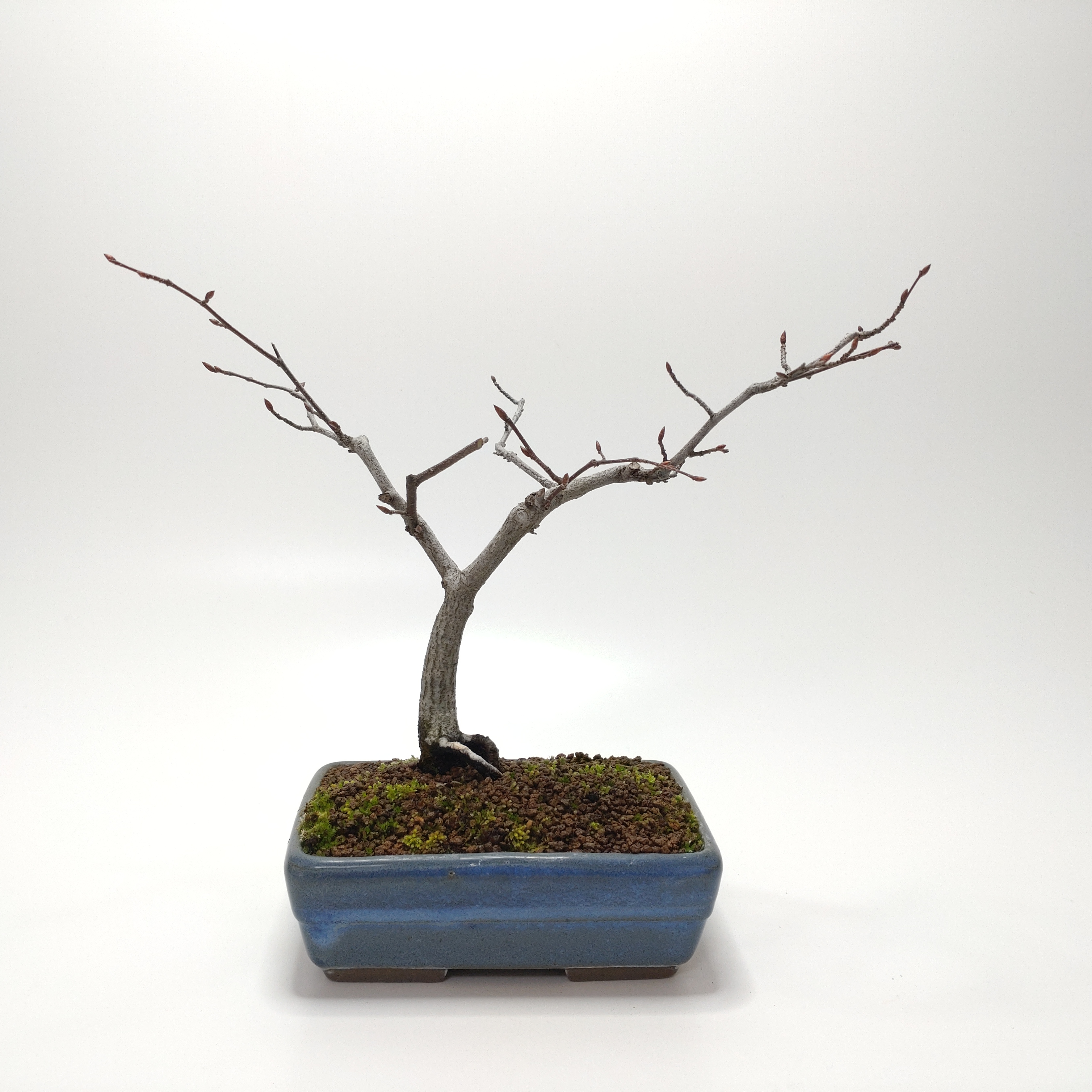 赤四手（アカシデ）盆栽 SS006
