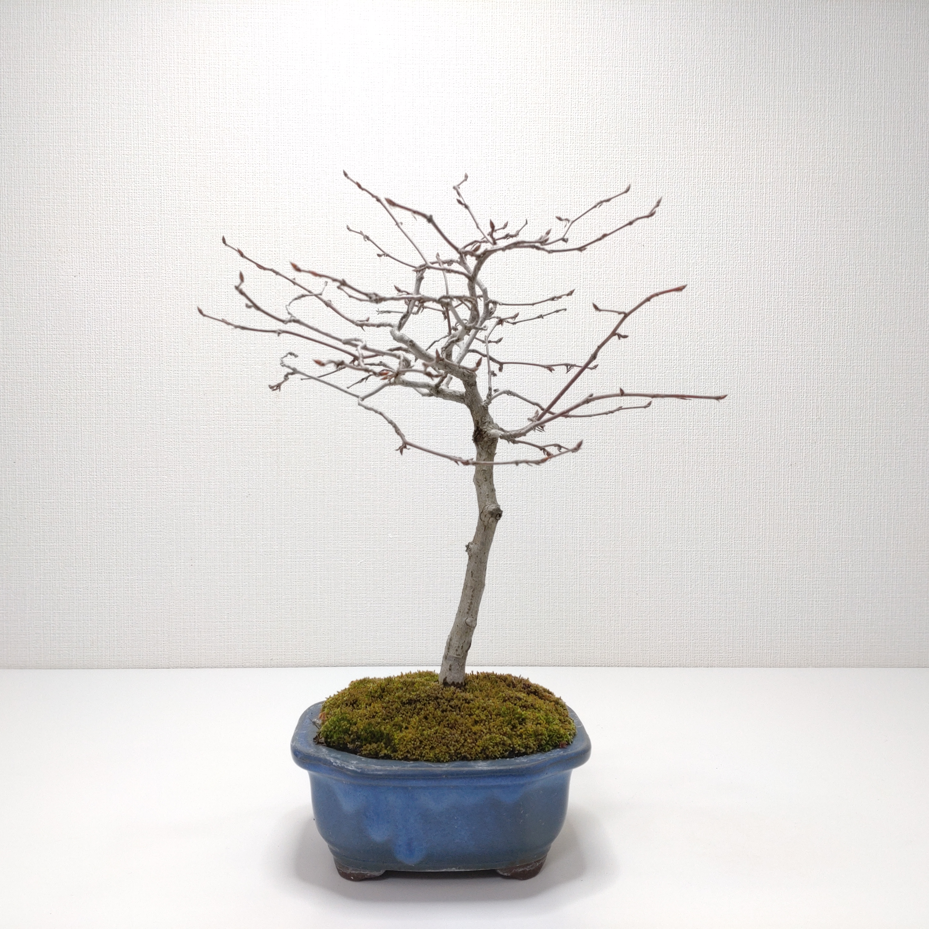 白四手（シロシデ）盆栽 SS003