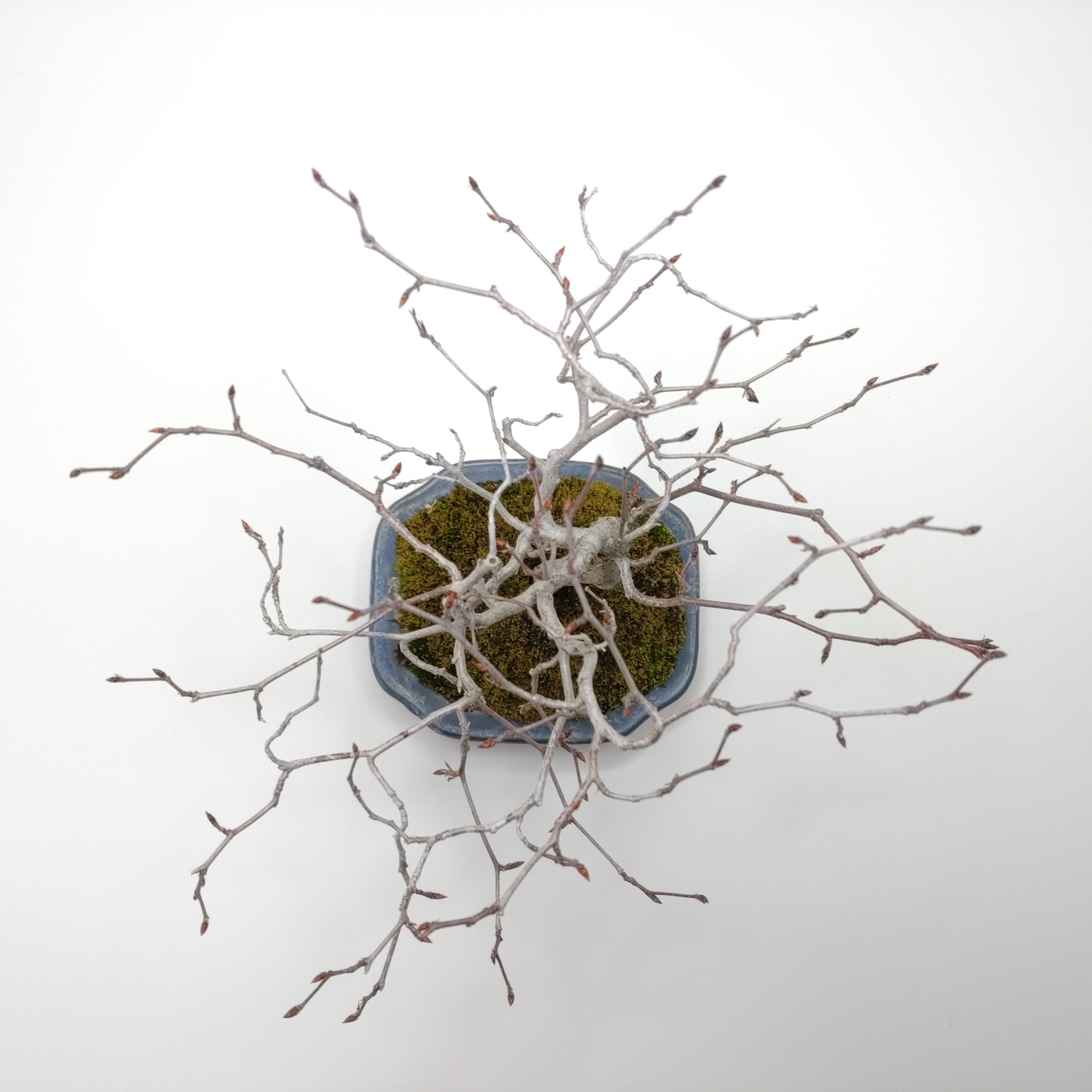 白四手（シロシデ）盆栽 SS003 白四手（シロシデ）盆栽 SS003 白四手（シロシデ）盆栽 SS003 | 盆栽創