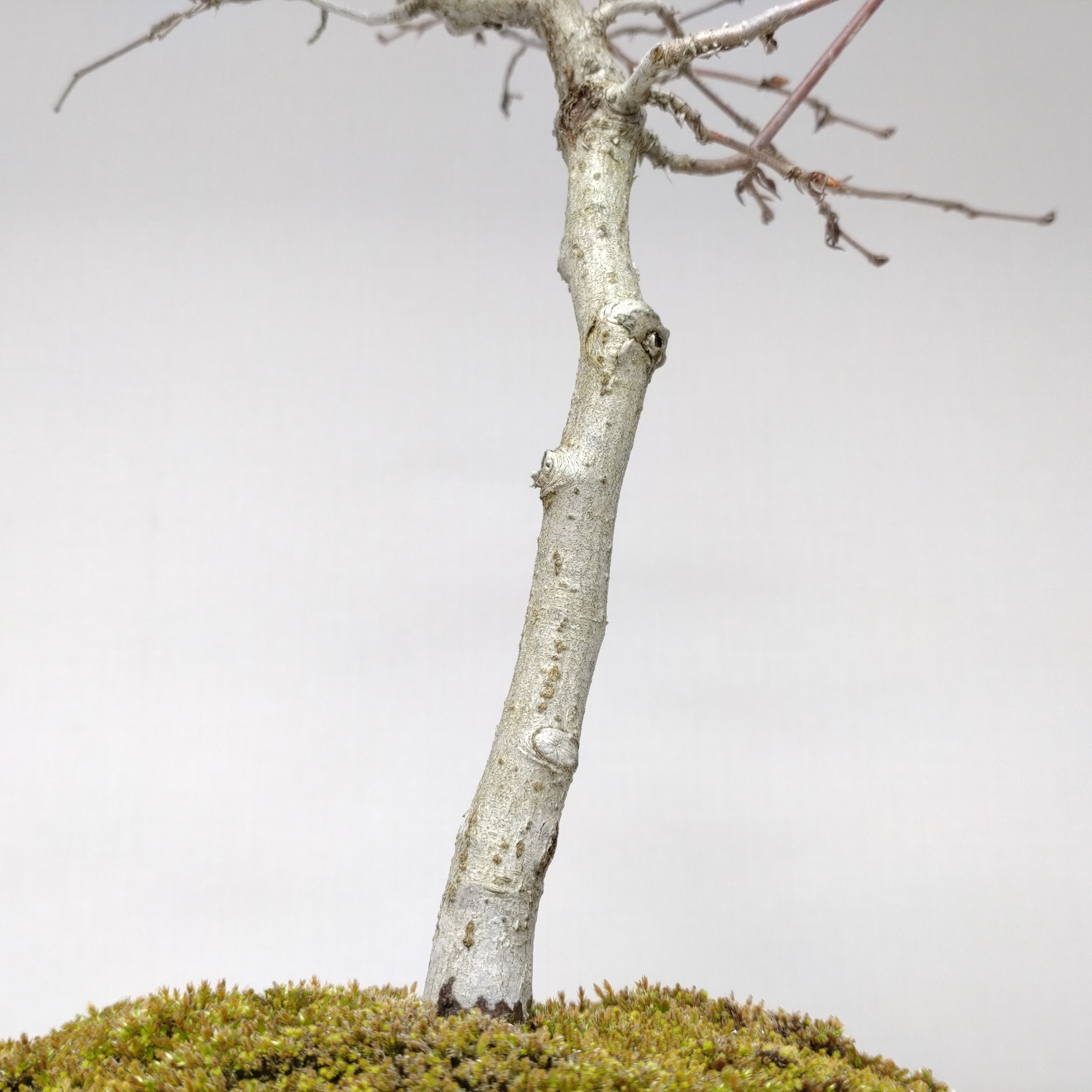 白四手（シロシデ）盆栽 SS003 白四手（シロシデ）盆栽 SS003 白四手（シロシデ）盆栽 SS003 | 盆栽創