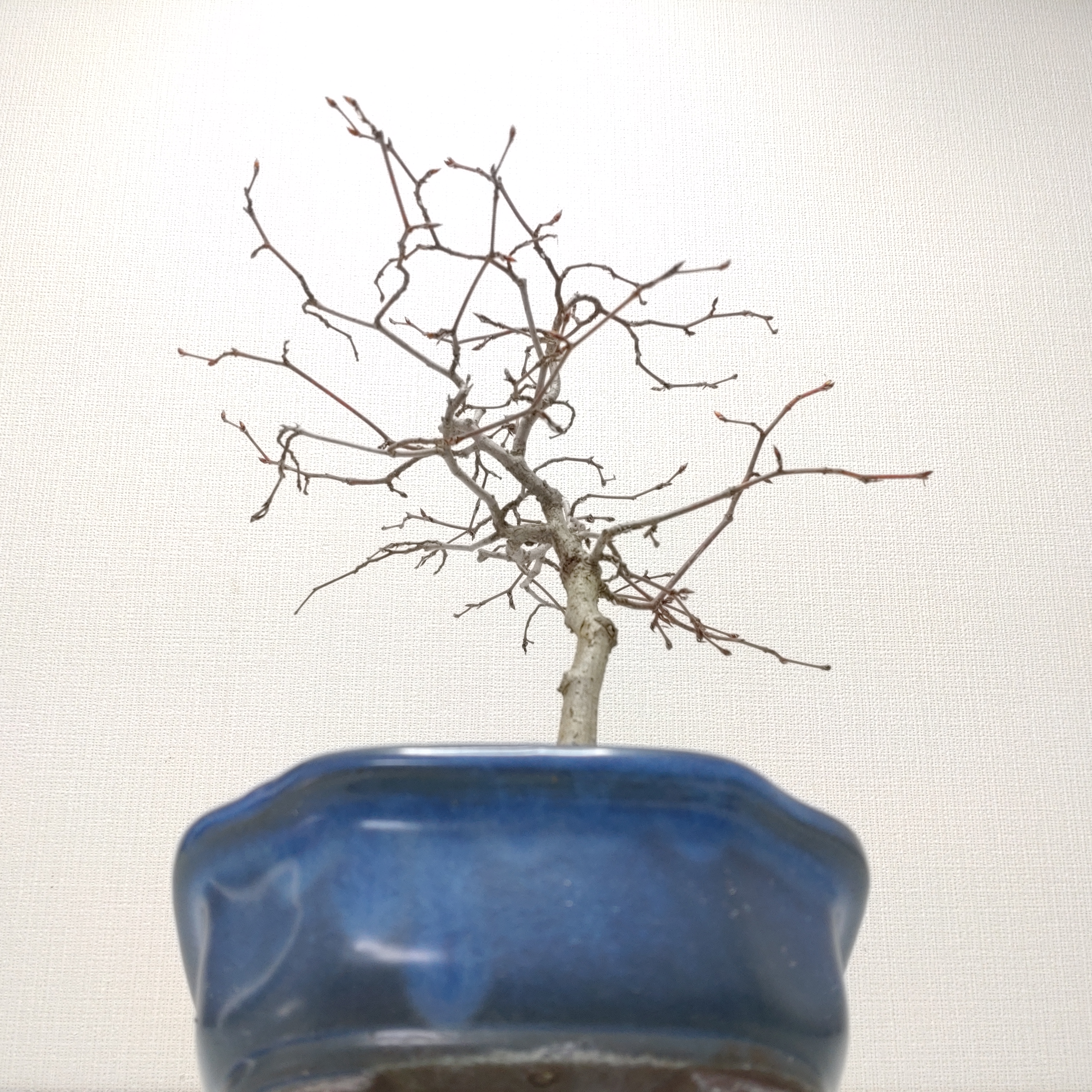 盆栽創 / 白四手（シロシデ）盆栽 SS003