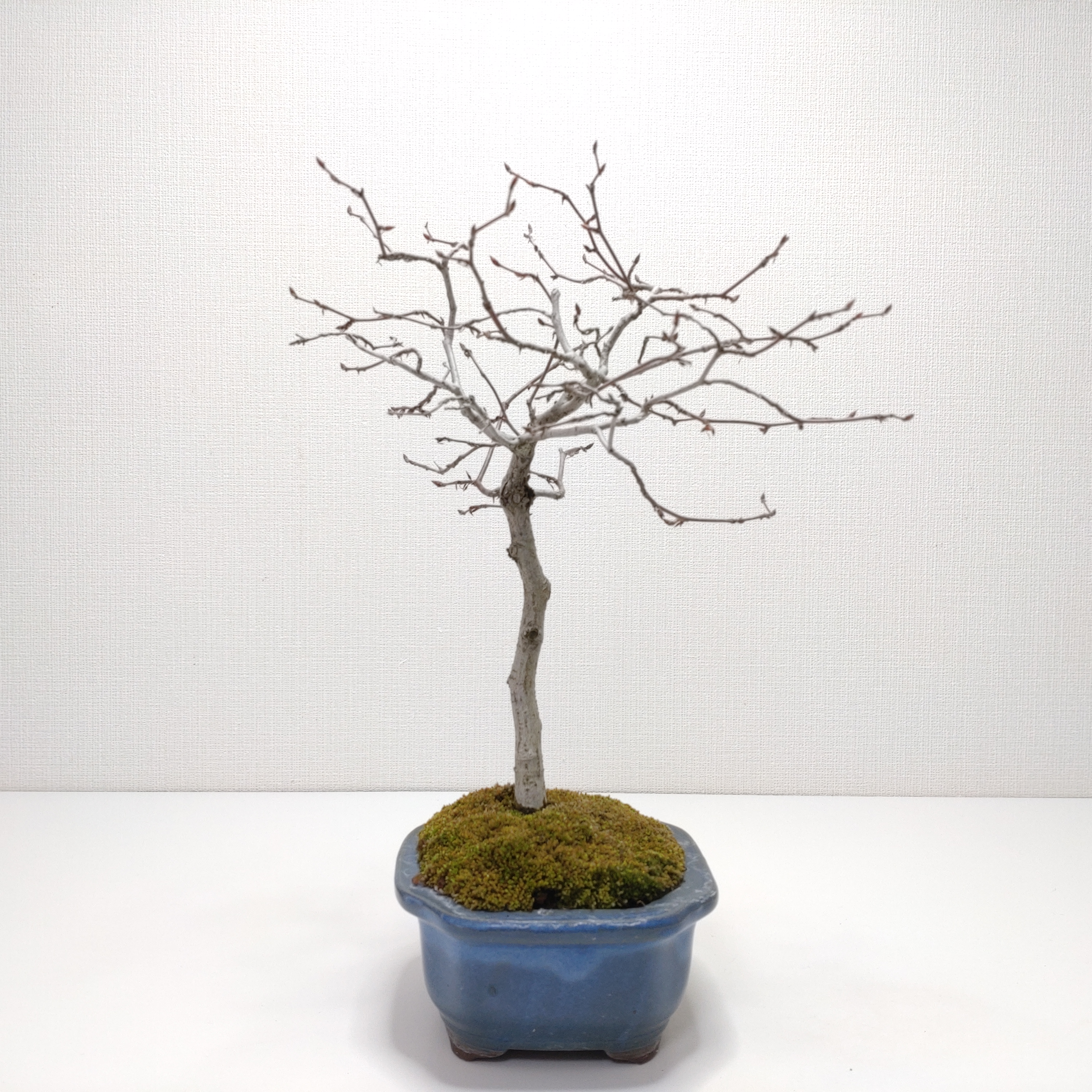 金四手（カナシデ）盆栽 SS003 カナシデ（かなしで・金四手）クマシデ（くましで・熊四手）雑木盆栽の