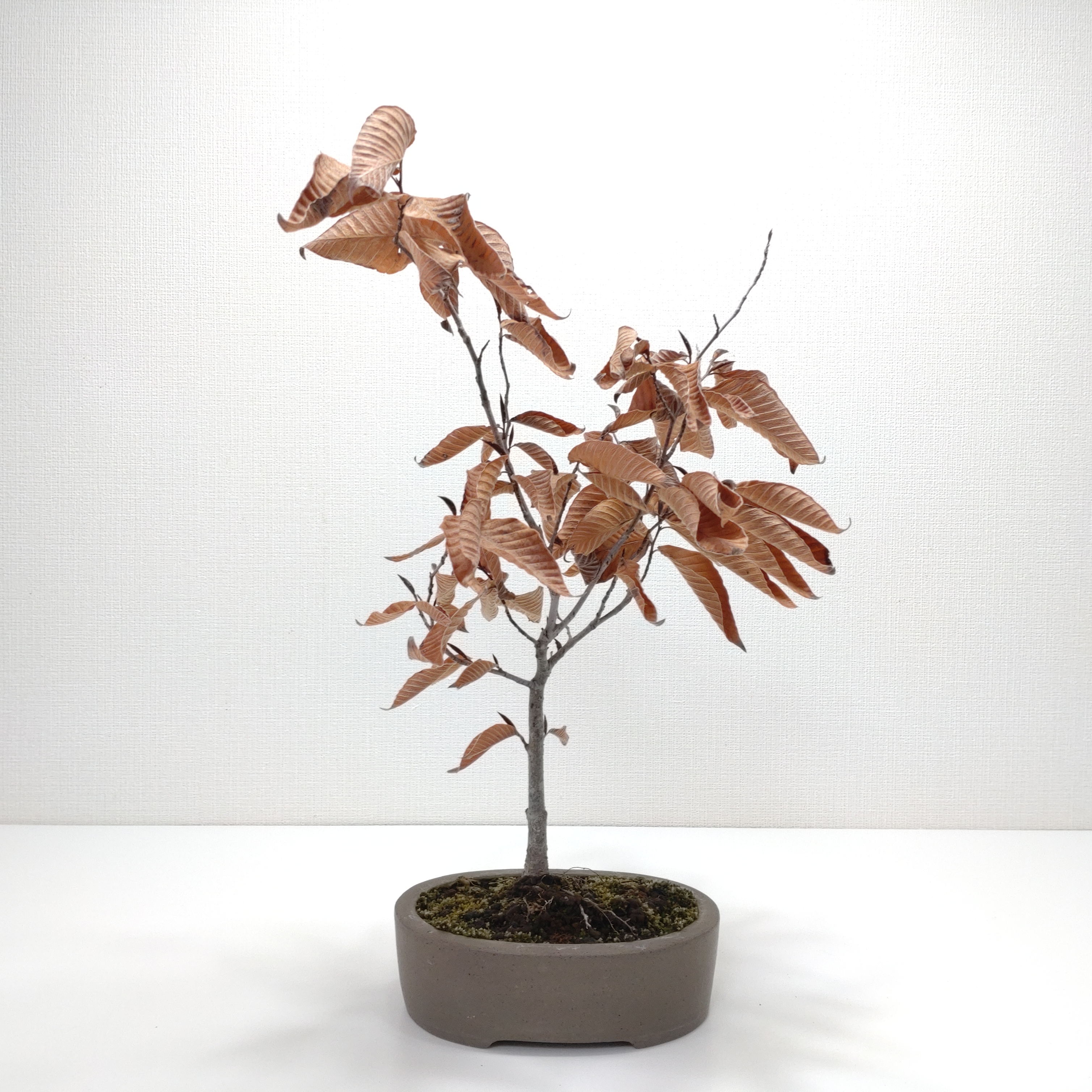 黒山毛欅（クロブナ）盆栽 SS003