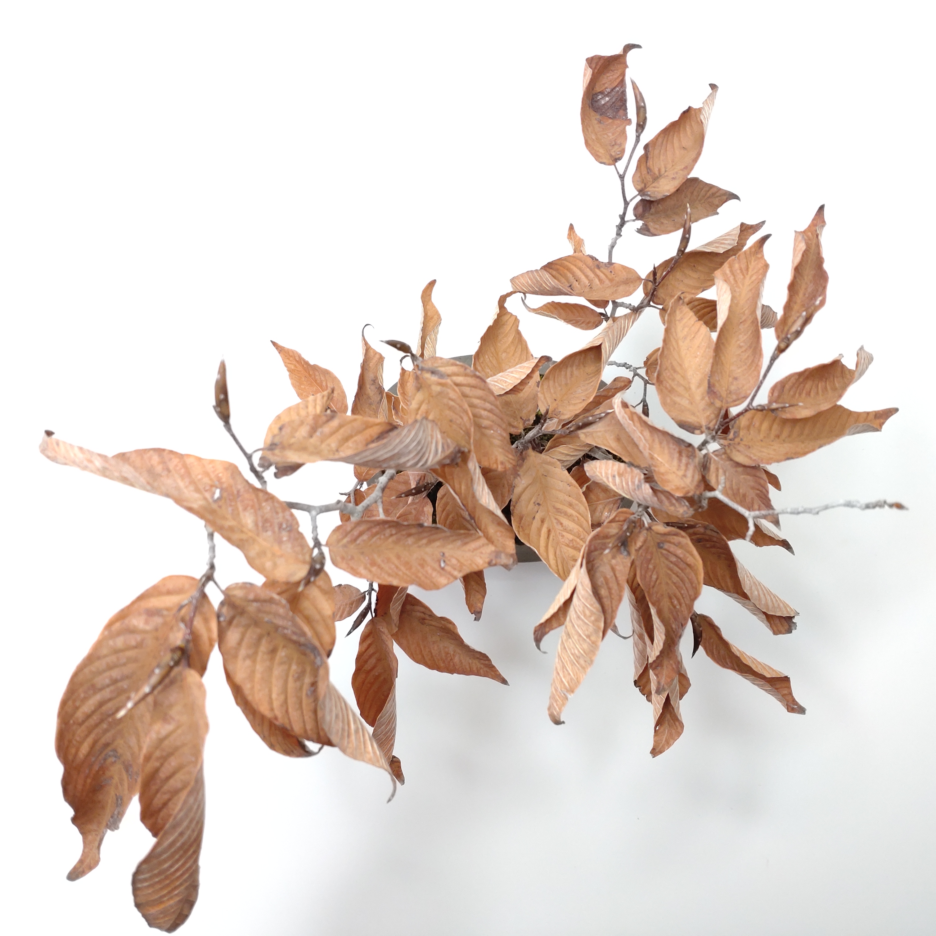 盆栽創 / 黒山毛欅（クロブナ）盆栽 SS003