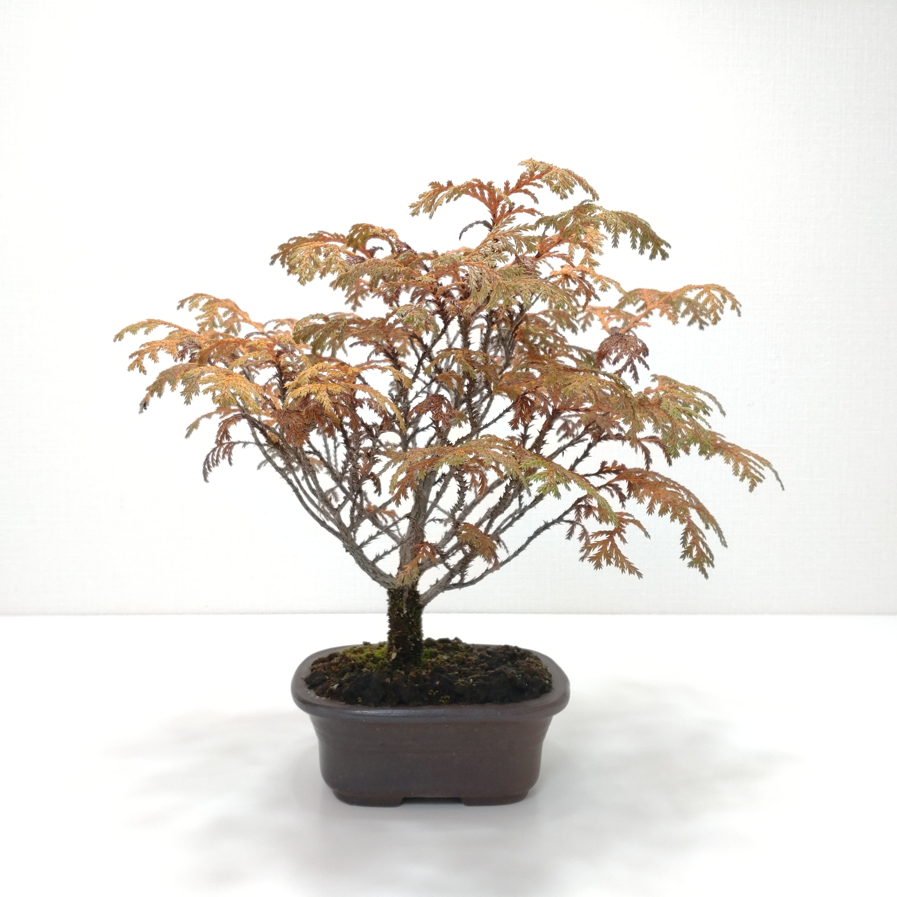 椹（サワラ）盆栽 SS002