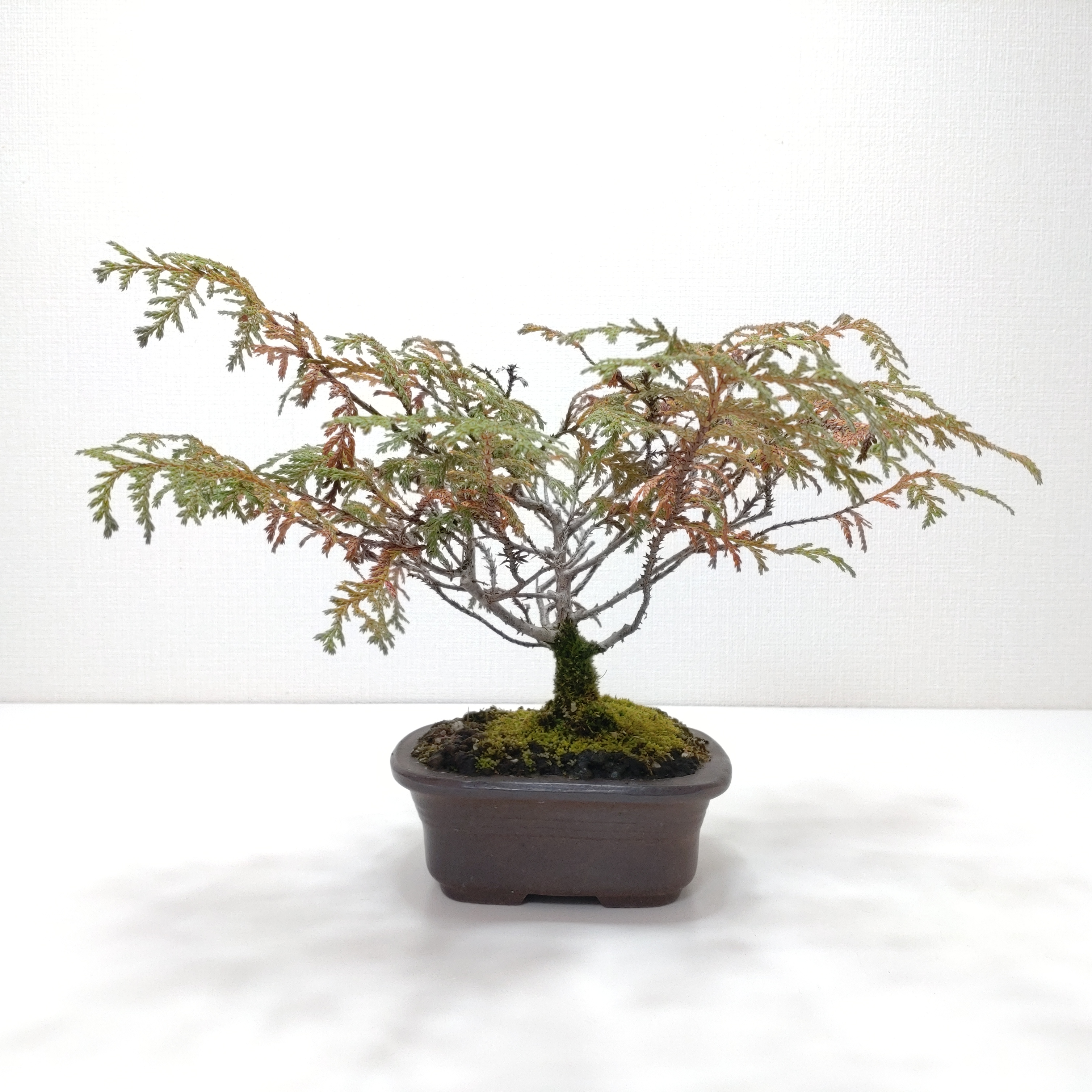 椹（サワラ）盆栽 SS003