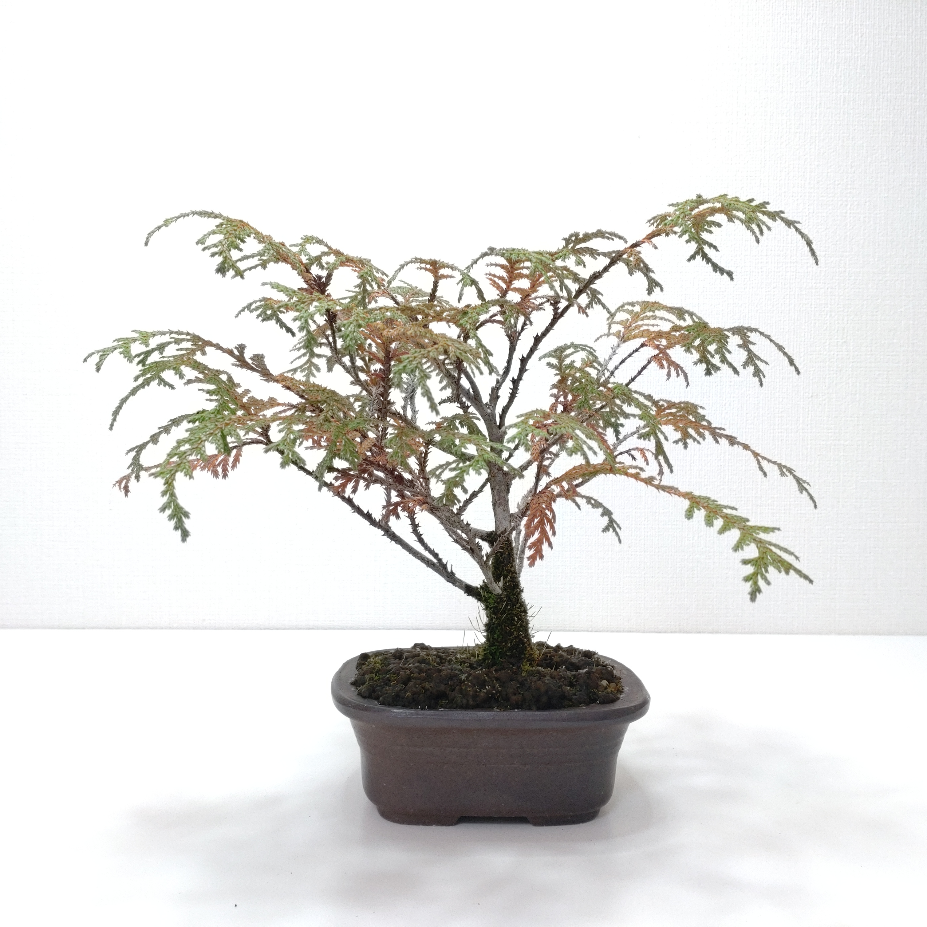 椹（サワラ）盆栽 SS007