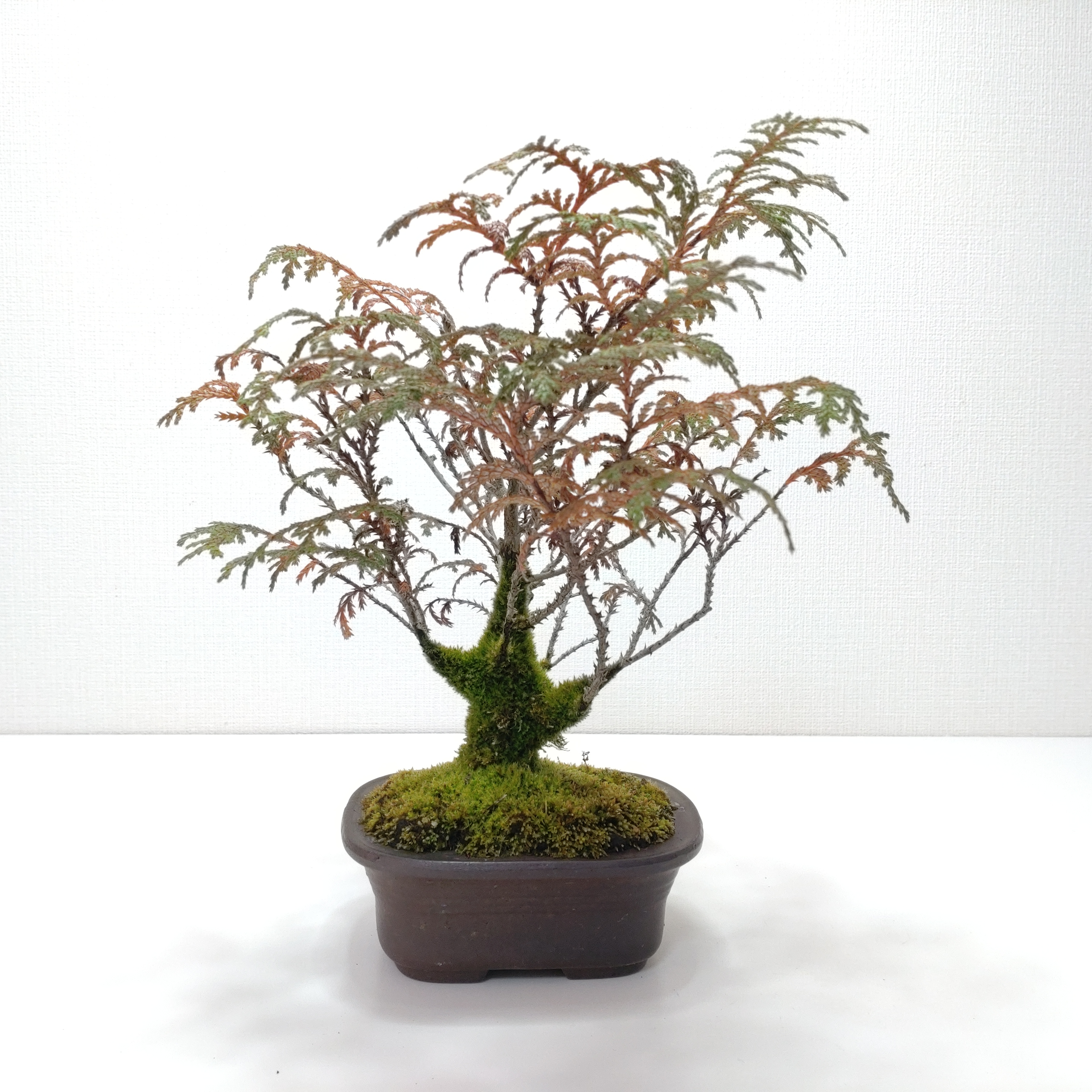 椹（サワラ）盆栽 SS015