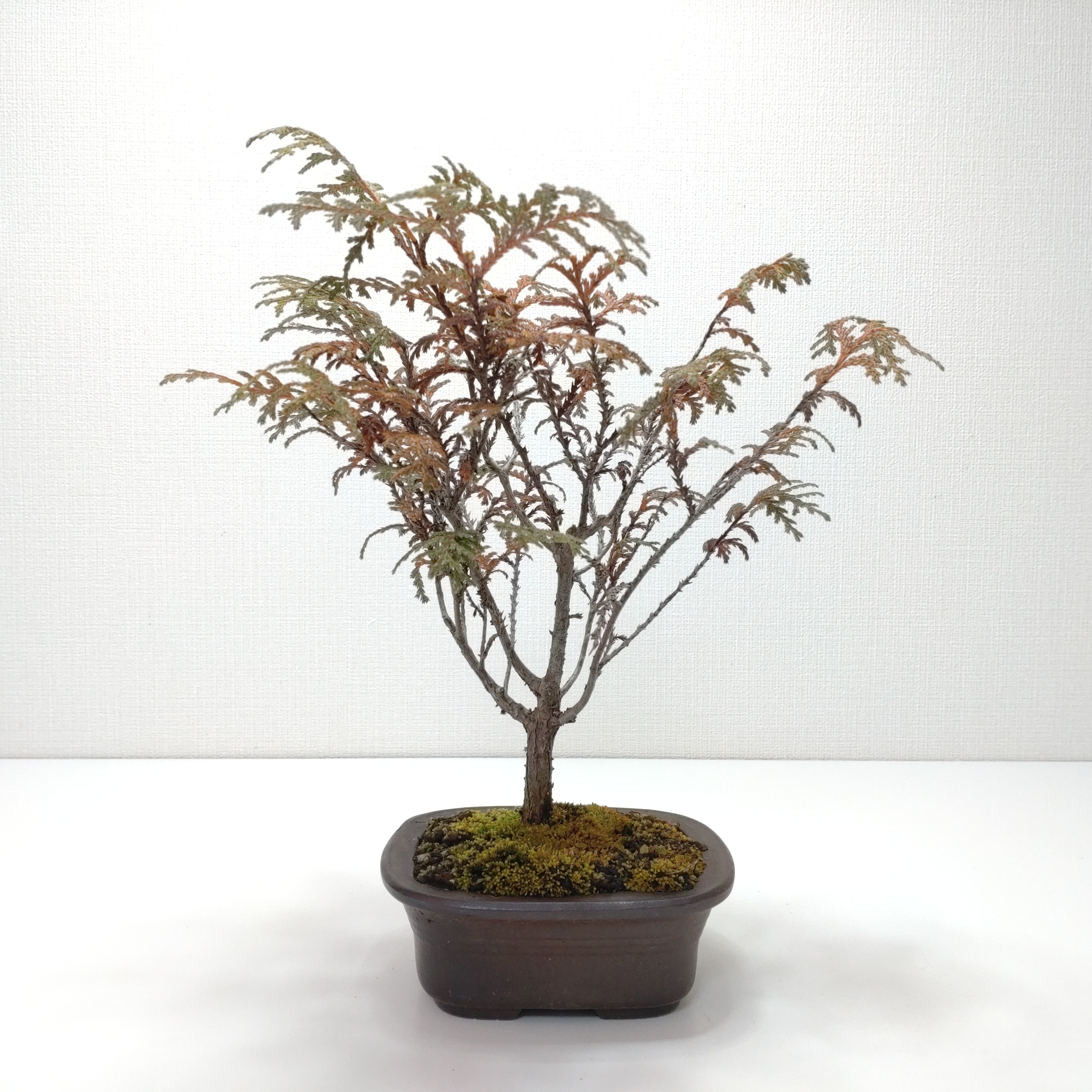 椹（サワラ）盆栽 SS017