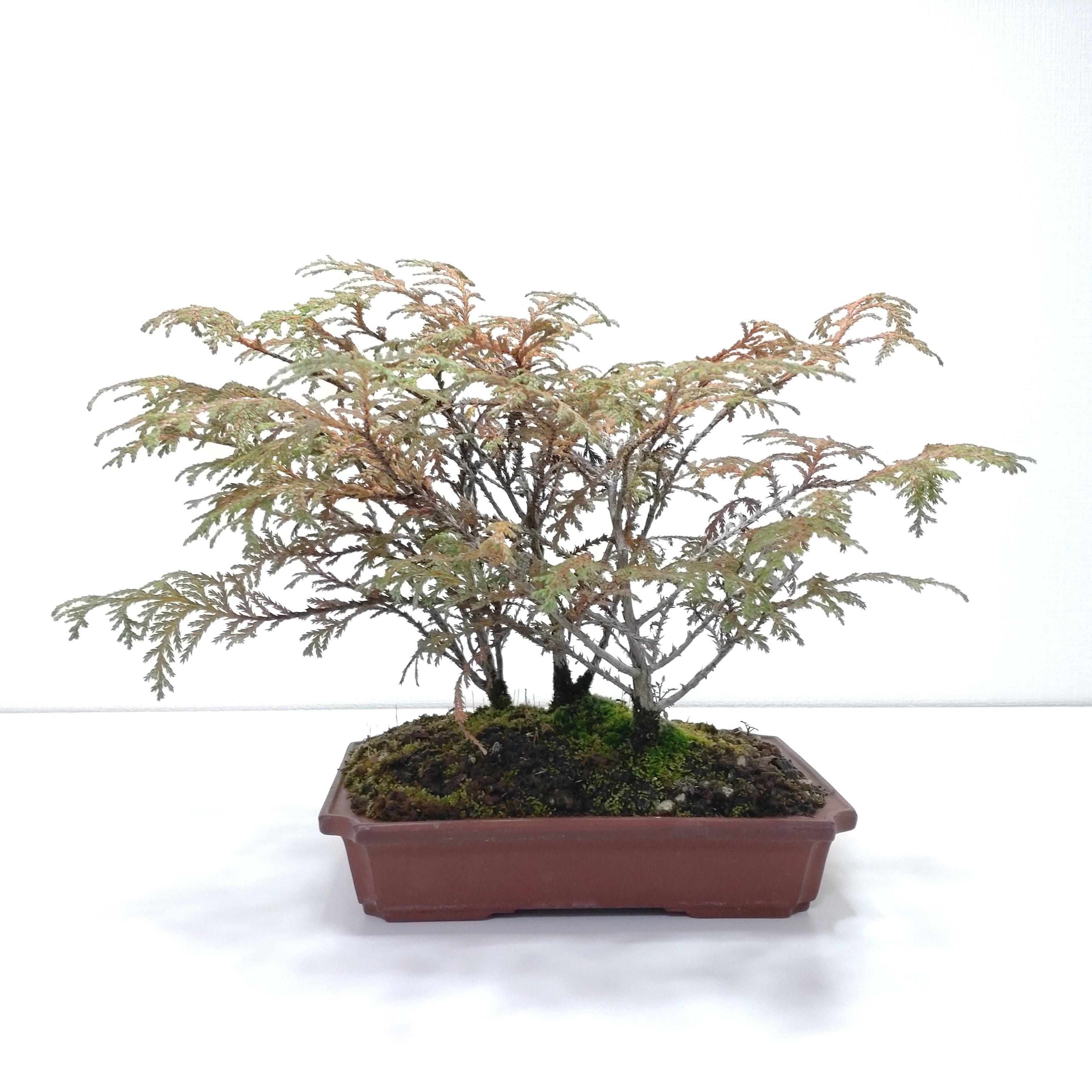 椹（サワラ）盆栽 SG003