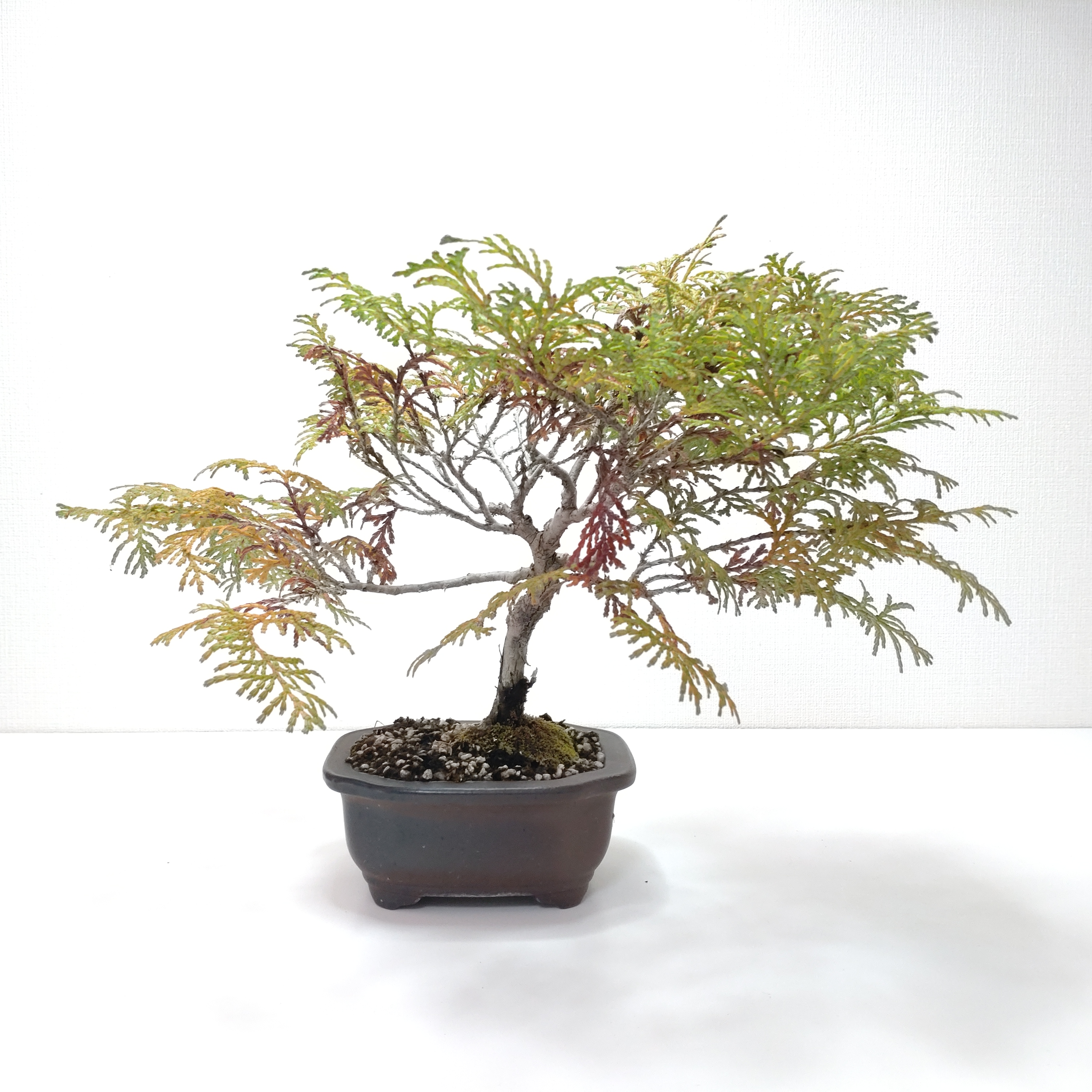 檜（ヒノキ）盆栽 SS011